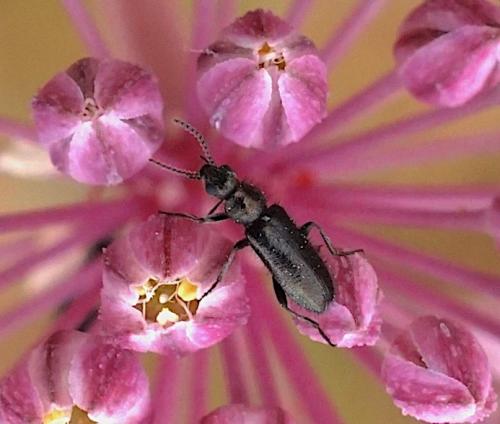 Dasytes sp.